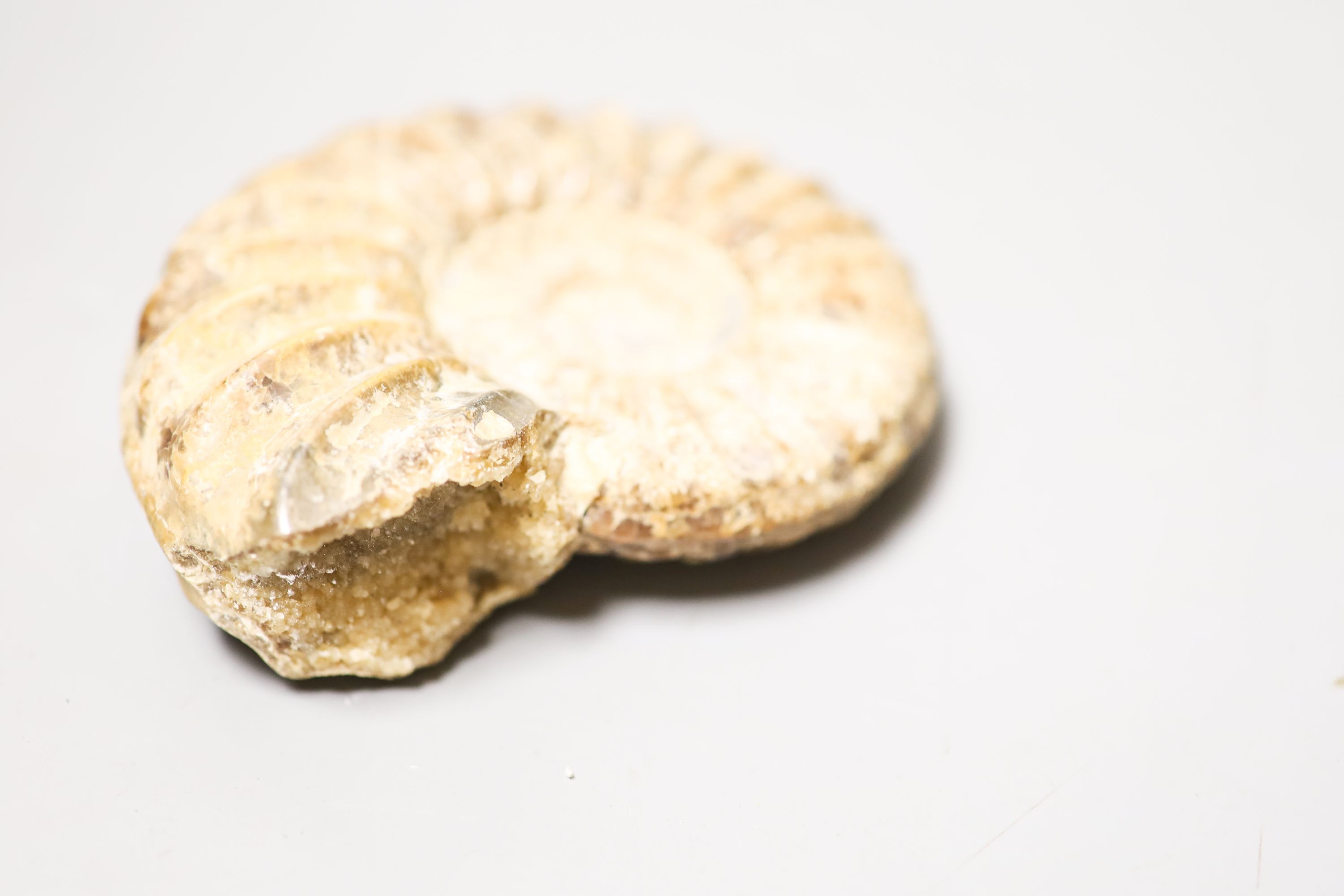 A small fossil ammonite 10cm